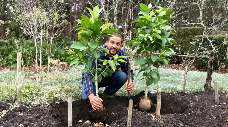Ce fruitier tropical résiste au froid sans traitement, mais sa plantation demande un geste crucial