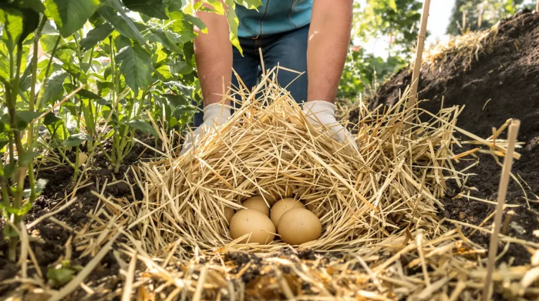 Ces 3 méthodes pour planter les pommes de terre s’adaptent à votre jardin et facilitent la culture